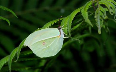 Gonepteryx amintha formosana 圓翅鉤粉蝶