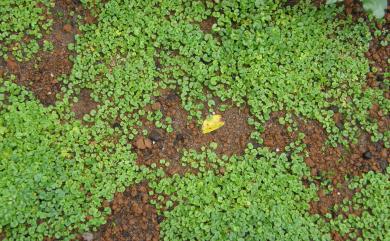 Dichondra micrantha 馬蹄金