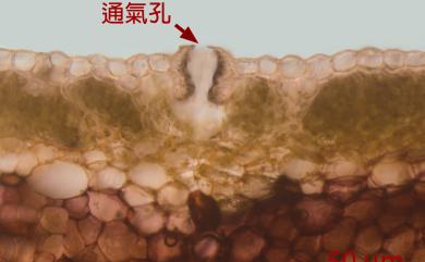 Marchantia pinnata Steph. 羽裂地錢