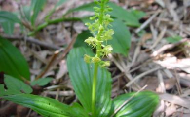 Crepidium purpureum (Lindl.) Szlach. 紫花軟葉蘭