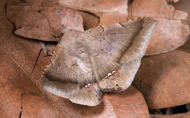 Macaldenia palumba (Guenée, 1852) 淡紫暈後白點裳蛾