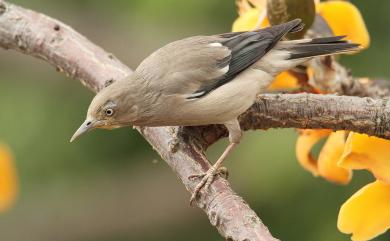 Sturnia sinensis (Gmelin, 1788) 灰背椋鳥