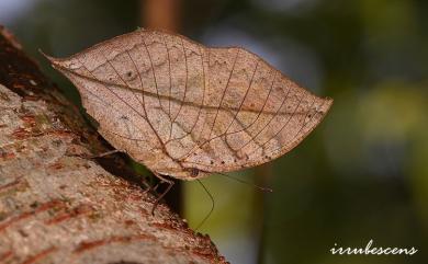 Kallima inachus formosana Fruhstorfer, 1912 枯葉蝶