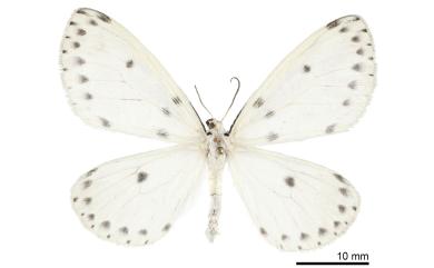 Naxa textilis textilis Walker, 1856 空點尺蛾