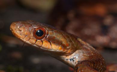 Pseudoxenodon stejnegeri Barbour, 1908 史丹吉氏斜鱗蛇