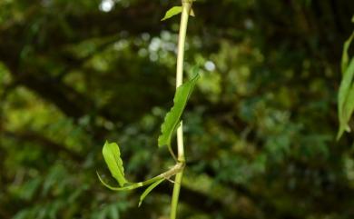 Persicaria chinensis (L.) H. Gross 火炭母草
