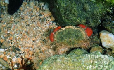 Leptodius sanguineus (H. Milne Edwards, 1834) 肉球皺蟹