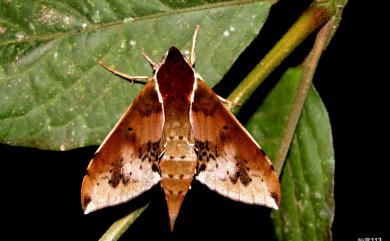 Rhagastis binoculata Matsumura, 1909 雙斑白肩天蛾