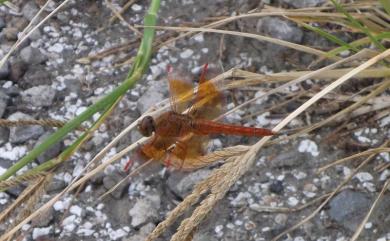 Brachythemis contaminata (Fabricius, 1793) 褐斑蜻蜓