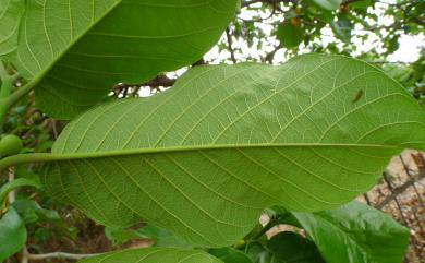 Artocarpus lakoocha 野波羅蜜