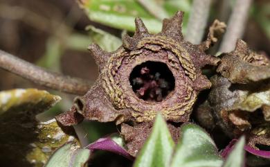 Asarum satsumense F.Maek. 薩摩細辛