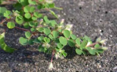 Grona triflora (L.) H.Ohashi & K.Ohashi 蠅翼草