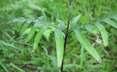 Pteris dispar Kunze 天草鳳尾蕨