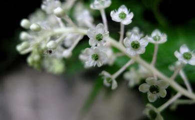 Phytolacca japonica 日本商陸