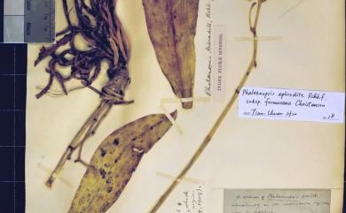 Phalaenopsis formosana (Christenson) J.M.H.Shaw 白蝴蝶蘭