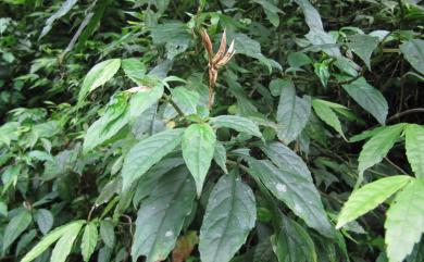 Hemiboea bicornuta (Hayata) Ohwi 角桐草