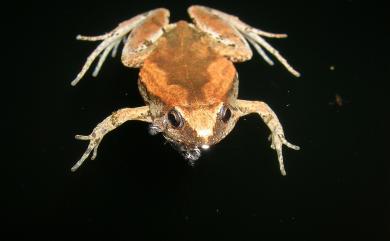 Microhyla fissipes Boulenger, 1884, 小雨蛙