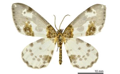 Abraxas stictotaenia Wehrli, 1932 黯緣金星尺蛾