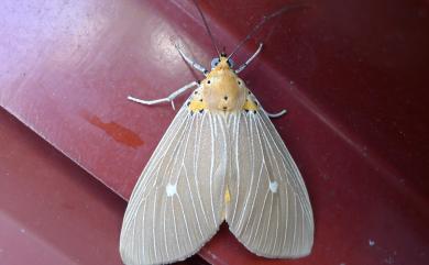 Asota caricae (Fabricius, 1775) 一點擬燈蛾