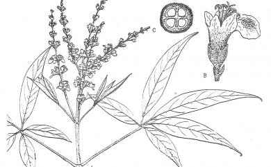 Vitex negundo 黃荊