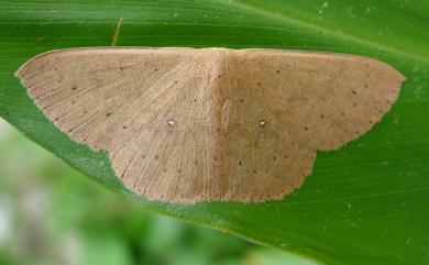 Perixera absconditaria (Walker, 1862) 派尺蛾