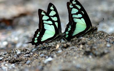 Graphium cloanthus kuge (Fruhstorfer, 1908) 寬帶青鳳蝶