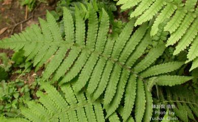 Coryphopteris castanea (Tagawa) Y.H.Chang, Ebihara & L.Y.Kuo 栗柄泛亞金星蕨