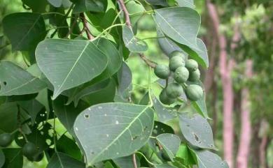 Triadica sebifera (L.) Small 烏桕