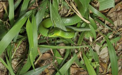 Cyclophiops major (Günther, 1858) 青蛇
