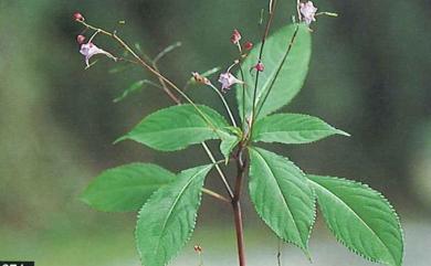 Impatiens devolii T.C.Huang 棣慕華鳳仙花