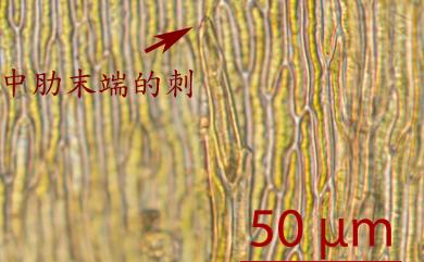 Eurhynchium laxirete Broth. 疏網美喙苔