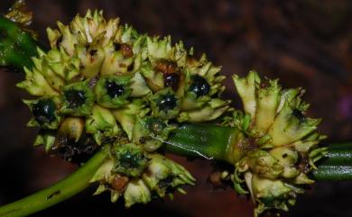 Paraphlomis javanica (Blume) Prain 假糙蘇