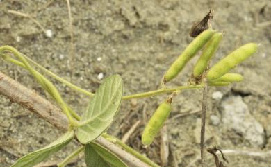 Glycine tomentella 闊葉大豆