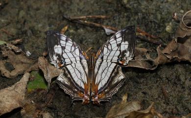 Cyrestis thyodamas formosana Fruhstorfer, 1898 網絲蛺蝶