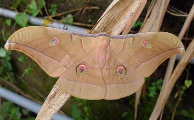 Antheraea pernyi (Guérin-Méneville, 1855) 姬透目天蠶蛾