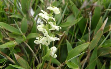 Platanthera brevicalcarata Hayata 短距粉蝶蘭