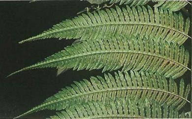 Pteridrys cnemidaria 長柄牙蕨