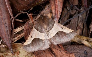 Wilemania nitobei (Nitobe, 1907) 雙色波緣尺蛾