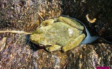 Buergeria robusta (Boulenger, 1909) 褐樹蛙