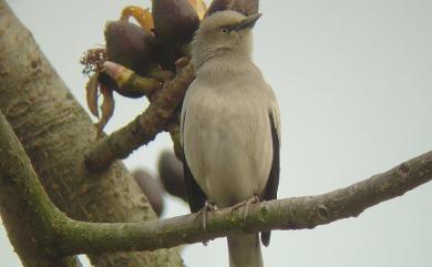 Sturnia sinensis (Gmelin, 1788) 灰背椋鳥