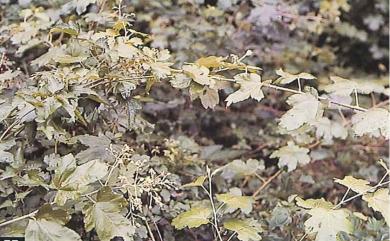 Rubus nagasawanus var. arachnoideus (Y.C.Liu & F.Y.Lu) S.S.Ying 灰葉懸鉤子