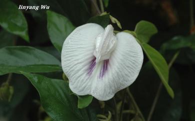 Centrosema plumieri (Turpin ex Pers.) Benth. 白花山珠豆