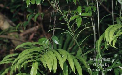 Plagiogyria euphlebia 華中瘤足蕨