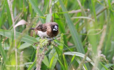 Lonchura striata (Linnaeus, 1766) 白腰文鳥