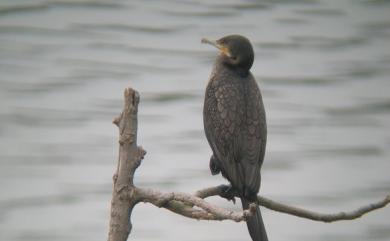 Phalacrocorax carbo sinensis (Staunton, 1796) 鸕鷀