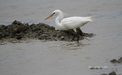 Egretta eulophotes (Swinhoe, 1860) 唐白鷺