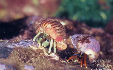 Calcinus guamensis Wooster, 1984 關島硬殼寄居蟹