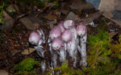 Cheilotheca humilis (D.Don) H.Keng 水晶蘭