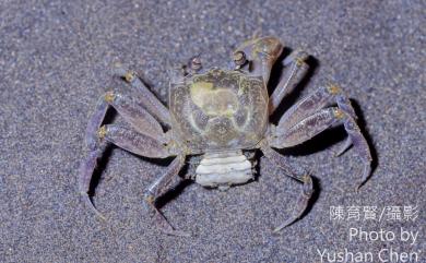 Ocypode stimpsoni Ortmann, 1897 斯氏沙蟹