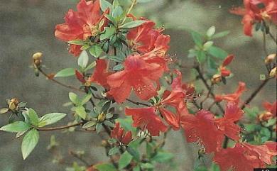 Rhododendron simsii Planch. 唐杜鵑